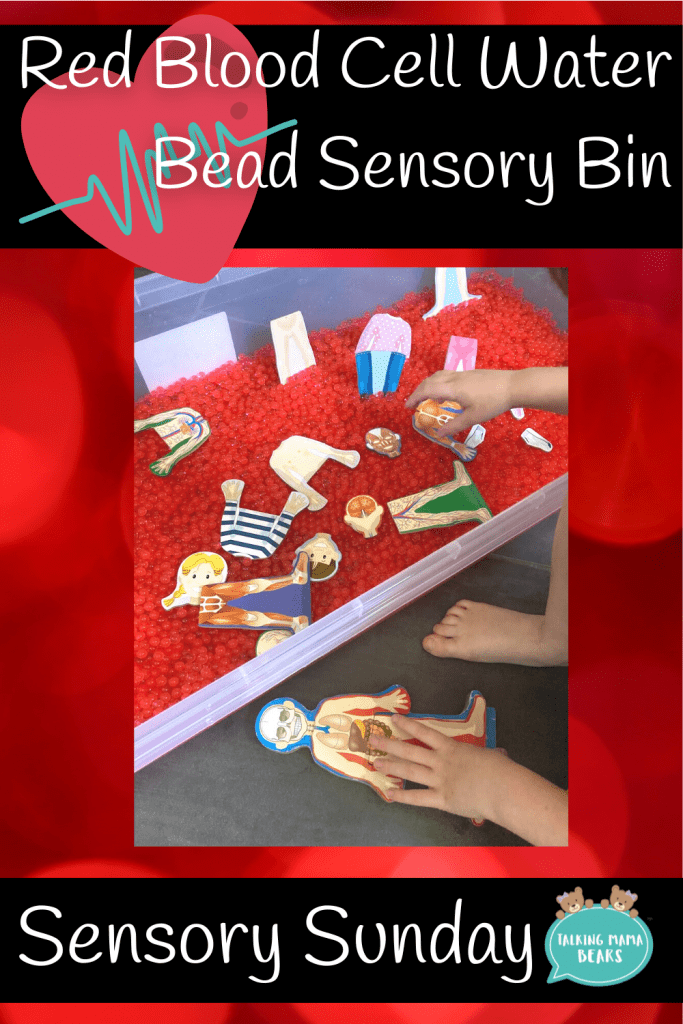 red water bead sensory bin with puzzle piece organs for sensory sunday human body week